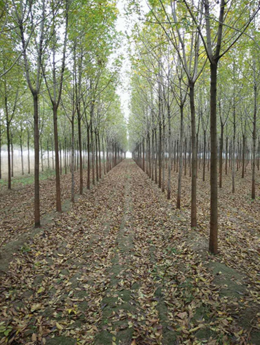 點擊查看詳細(xì)信息<br>標(biāo)題：白蠟 閱讀次數(shù)：3137